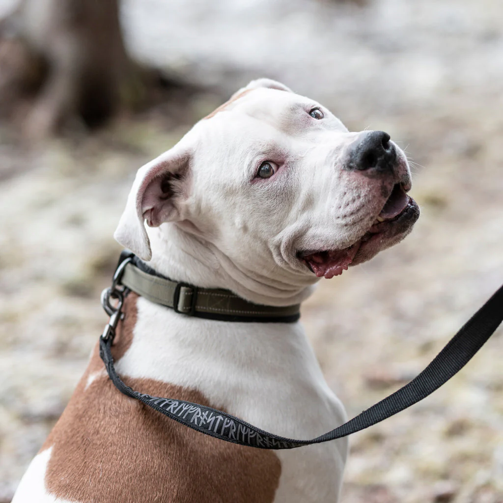 Grimfrost's 1.6" Tactical Dog Collar - Image 6